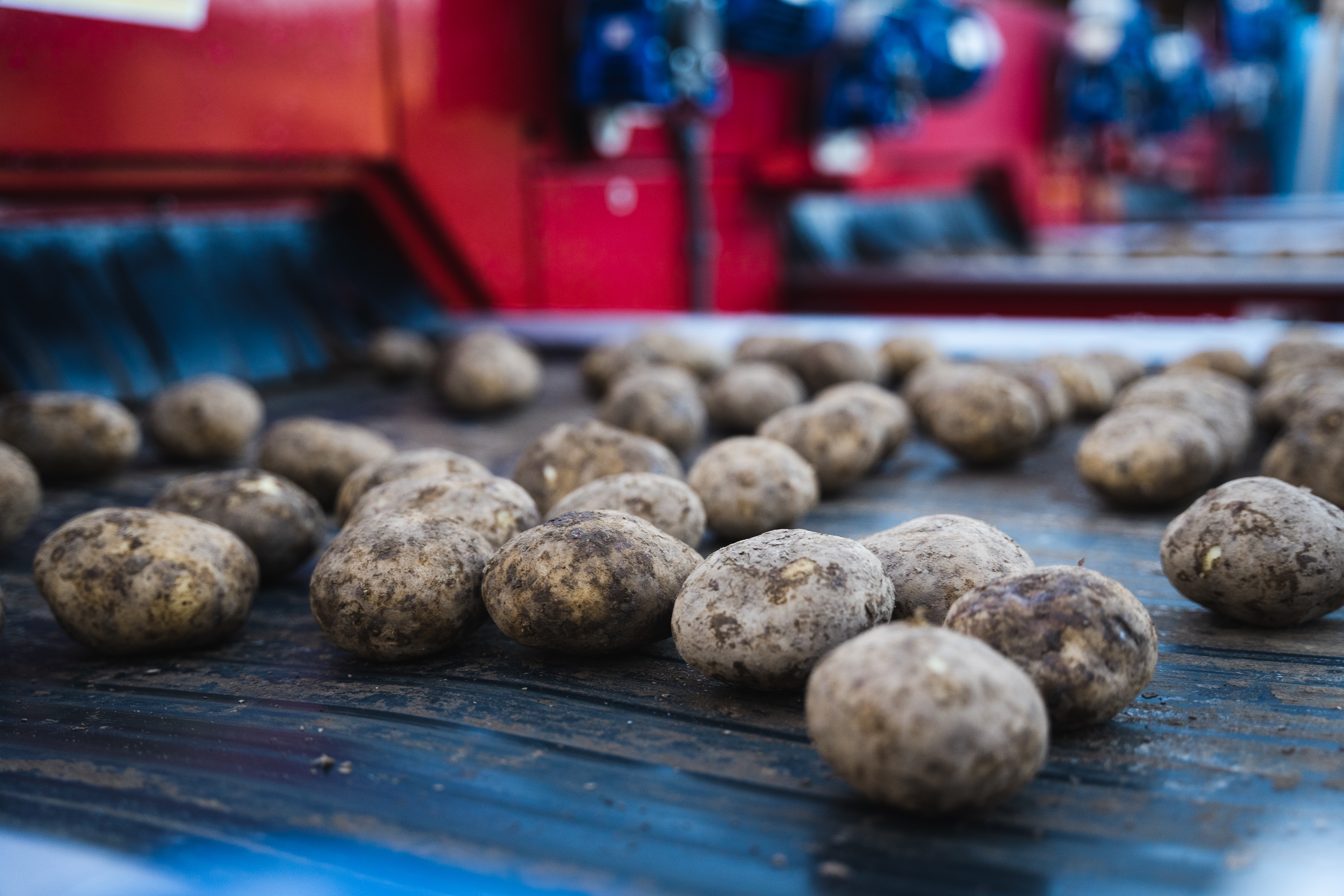 We know our spuds... Do you? - Potatoes Up Close