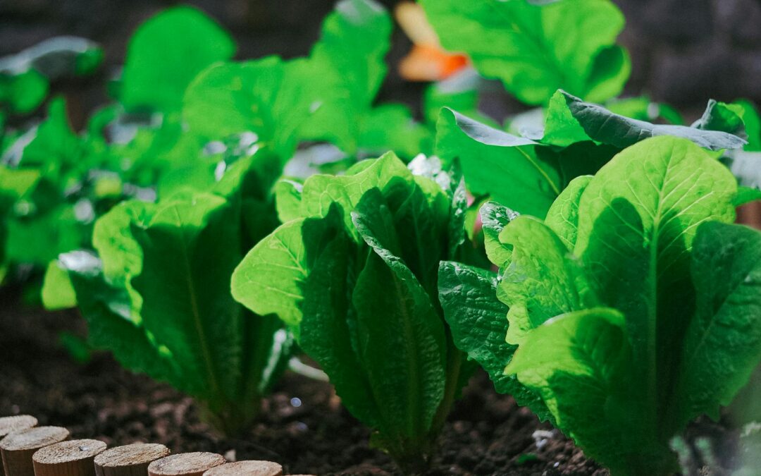 Spring Favourites: Fresh Ingredients to Celebrate the Season