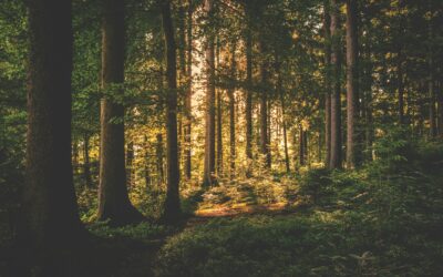 Willowbrook Foods: Fully committed to Net Zero by 2050